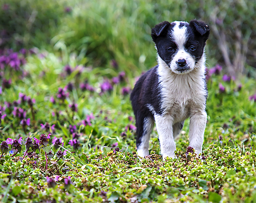 포토 JPG 해외이미지 동물 공원 행복 얼굴 백그라운드 장난 포유류 자연 생물 털 사람없음 야외 초록색 반려동물 뷰티 정원 검은색 기쁨 흰색 아기 개 강아지 작음 송곳니 기르기 유래 순혈 해외202310 해외포토 공공시설 감정 컬러 사람 신체부위 치아 크기 생태계 돌봄 파일형식