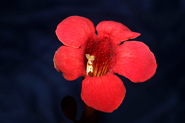 포토 JPG 해외이미지 식물 계절 꽃 유럽 분홍색 컬러 자연 사람없음 야외 장식 여름 컬러풀 바구니 정원 보라색 봄 성장 벚꽃 개화 닫기 제비꽃 묘사 오브젝트 원예 화단 덩어리 잡종 내추럴 많음 피튜니아 해외202310 해외포토 나라 컨셉 모션 취미 생태계 파일형식