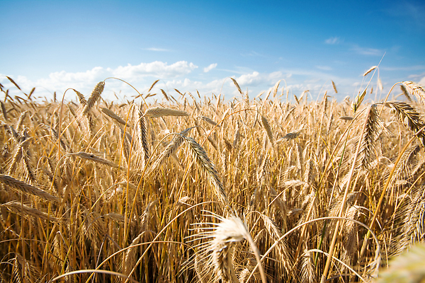 포토 JPG 해외이미지 빵 농업 자연 하늘 날씨 씨앗 사람없음 야외 파란색 햇빛 태양 농장 노란색 맑음 일몰 성장 시골 황금 저녁 낟알 가격 땅 시리얼 밀 보리 밀짚 수입 숙성 우크라이나 호밀 세련 해외202310 해외포토 자연요소 식물 유럽 산업 음식 컬러 곡류 노을 짚 야간 생태계 파일형식