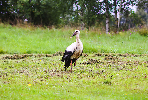 포토 JPG 해외이미지 나무 동물 1 공원 유럽 야생동물 여행 백그라운드 날개 자연 조류 하늘 서기 사람없음 야외 여름 뷰티 검은색 봄 흰색 둥지 습지 깃털 싱글 부리 동유럽 계산서 동물상 땅바닥 황새 해외202310 해외포토 식물 계절 공공시설 나라 컬러 모션 바닥 조형물 생태계 파일형식