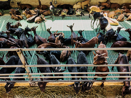 포토 JPG 해외이미지 동물 어린이 음식 포유류 휴식 염소 바닥 뿔 사람없음 울타리 농장 잠 막대기 볏짚 군중 먹기 배고픔 솜털 거짓말 밭일 해외202310 해외포토 컨셉 농업 모션 사람 담장 짚 파일형식