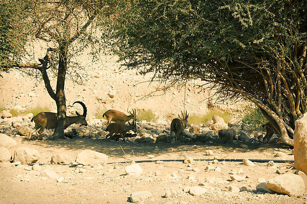 포토 JPG 해외이미지 동물 공원 여자 남자 야생동물 여행 중동 포유류 자연 사슴 휴식 염소 산 건조 국립공원 서기 풍경 사람없음 야외 여름 갈색 걷기 환경 사막 뜨거움 행운 황무지 땅 먹기 영양 분화구 내추럴 오아시스 이스라엘 전국 해외202310 해외포토 계절 공공시설 나라 컬러 컨셉 모션 사람 생태계 화산 서아시아 파일형식