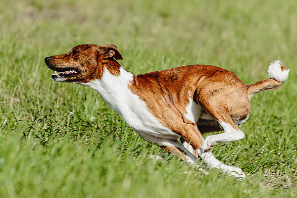 포토 JPG 해외이미지 동물 공원 행복 스포츠 셔츠 밭 포유류 모션 자연 놀이 건강 사람없음 야외 초록색 달리기 햇빛 뷰티 우주 정원 맑음 점프 검은색 경쟁 에너지 레이싱 잡기 개 유혹 강의 테리어 속도 호기심 사냥 사냥개 섬광 순간 순혈 해외202310 해외포토 공공시설 감정 컬러 컨셉 상의 농업 날씨 시합 태양 생태계 파일형식
