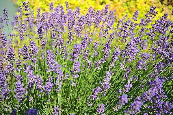 포토 JPG 해외이미지 꽃 백그라운드 사람없음 묘사 봉 해외202310 해외포토 식물 파일형식