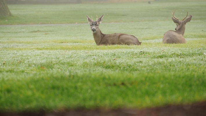 포토 JPG 해외이미지 동물 커플 여자 남자 야생동물 2 포유류 자연 초식동물 사슴 털 잔디 사람없음 초록색 달러 계곡 미국 자유 쌍 방목 먹기 영양 캘리포니아 가젤 동물상 수유 순록 암사슴 해외202310 해외포토 식물 컬러 컨셉 돈 북아메리카 관계 모션 사람 조형물 축산업 암컷 생태계 파일형식