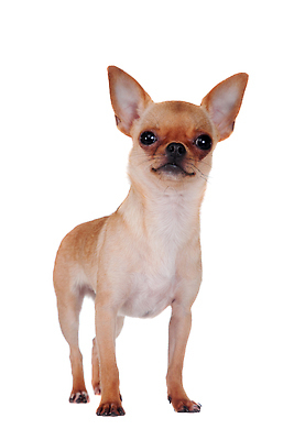 포토 JPG 해외이미지 동물 응시 남자 백그라운드 포유류 털 실내 앉기 사람없음 세로 반려동물 장난감 뷰티 갈색 머리카락 카메라 귀여움 흰색 개 달콤 강아지 작음 모피 가득함 귀 슛 치와와 길이 송곳니 고립 기르기 유래 혼자 순혈 해외202310 해외포토 시선 컬러 컨셉 모션 사람 내부 신체부위 전자제품 머리 맛 치아 크기 돌봄 파일형식