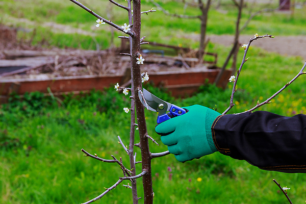 포토 JPG 해외이미지 나무 식물 직업 손 계절 장갑 농업 과일 자연 노동자 사람없음 야외 목재 초록색 정원 봄 장비 나뭇가지 공구 잡기 칼날 과수원 자르기 관목 원예 날카로움 다듬기 돌봄 원예사 커터 해외202310 해외포토 잡화 산업 컬러 재료 모션 취미 신체부위 도구 생태계 파일형식