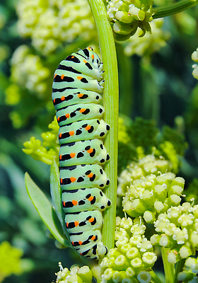 포토 JPG 해외이미지 식물 동물 야생동물 컬러 나비 곤충 자연 사람없음 초록색 뷰티 벌레 해외202310 해외포토 생태계 파일형식