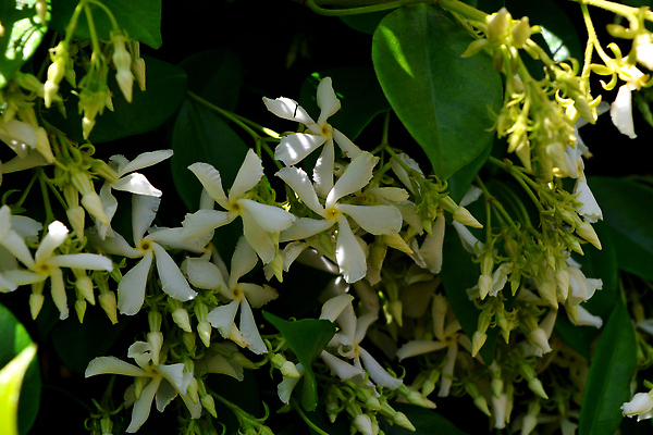 포토 JPG 해외이미지 식물 계절 꽃 백그라운드 꽃무늬 자연 주택 사람없음 건물 초록색 정원 봄 이탈리아 벚꽃 흰색 개화 덩굴 낟알 상록수 남쪽 이스라엘 컬링 해외202310 해외포토 건축물 유럽 컬러 무늬 겨울스포츠 방향 생태계 서아시아 파일형식