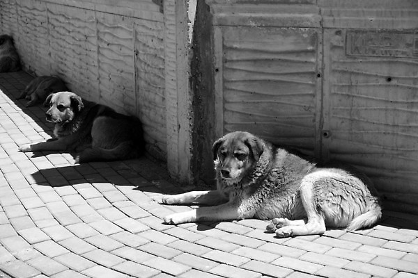 포토 JPG 해외이미지 동물 포유류 피곤 사람없음 야외 반려동물 갈색 검은색 슬픔 도시 개 호흡 버리기 속도 송곳니 노숙자 거짓말 혼자 해외202310 해외포토 감정 컬러 컨셉 모션 치아 파일형식