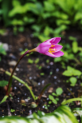 포토 JPG 해외이미지 식물 계절 공원 꽃잎 꽃 분홍색 컬러 잎 자연 사람없음 뷰티 노란색 정원 보라색 봄 벚꽃 개화 제비꽃 해외202310 해외포토 공공시설 생태계 파일형식