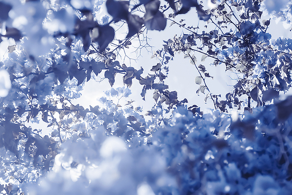 포토 JPG 해외이미지 꽃 백그라운드 나뭇잎 사람없음 파란색 나뭇가지 해외202310 해외포토 나무 식물 컬러 잎 파일형식