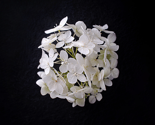 포토 JPG 해외이미지 꽃 사람없음 하이앵글 검은색 화려 해외202310 해외포토 식물 뷰포인트 컬러 컨셉 파일형식