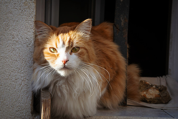 포토 JPG 해외이미지 동물 1 응시 백그라운드 오렌지 포유류 수염 주택 털 실내 앉기 사람없음 내부 빨간색 초록색 반려동물 뷰티 마을 고양이 프랑스 고급 닫기 타운 얼룩무늬 솜털 프로방스 해외202310 해외포토 시선 유럽 컬러 컨셉 무늬 과일 모션 건물 도시 파일형식