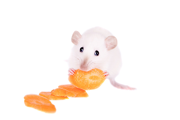 포토 JPG 해외이미지 한마리 사람없음 흰배경 흰쥐 해외202310 해외포토 1 백그라운드 흰색 쥐 파일형식