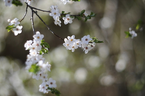포토 JPG 해외이미지 나무 식물 계절 꽃잎 꽃 분홍색 잎 꽃무늬 자연 벽지 풍경 사람없음 야외 여름 뷰티 정원 맑음 봄 낭만 벚꽃 나뭇가지 신선 개화 체리 사과 소프트포커스 5월 원예 질감 보케 꽃가루 부드러움 내추럴 해외202310 해외포토 컬러 컨셉 무늬 과일 날씨 촬영기법 취미 감각 날짜 가루 생태계 파일형식