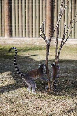 포토 JPG 해외이미지 동물 응시 야생동물 포유류 아프리카 자연 휴식 생물 흑백 동물원 종류 앉기 사람없음 검은색 줄무늬 회색 흰색 원숭이 반지 숲 열대우림 모피 꼬리 멸종 유인원 내추럴 동물상 마다가스카르 해외202310 해외포토 시선 나라 컬러 컨셉 무늬 장신구 모션 촬영기법 조형물 생태계 파일형식
