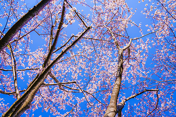 포토 JPG 해외이미지 하늘 사람없음 봄 벚꽃 벚나무 도쿄 해외202310 해외포토 나무 계절 꽃 일본 파일형식