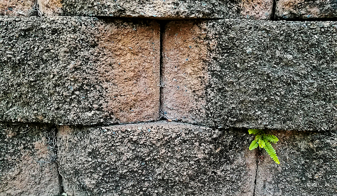 포토 JPG 해외이미지 나무 식물 벽 백그라운드 잎 꽃무늬 패턴 오렌지 건축양식 자연 벽지 표면 추상 벽돌 이끼 사람없음 건물 빨간색 초록색 갈색 우주 정원 희망 골동품 성장 바위 신선 거친 묘사 질감 시멘트 내추럴 그런지 깨짐 옛날 콘크리트 생존 해외202310 해외포토 건축물 건축 꽃 감정 컬러 컨셉 무늬 과일 돌_바위 생태계 파일형식