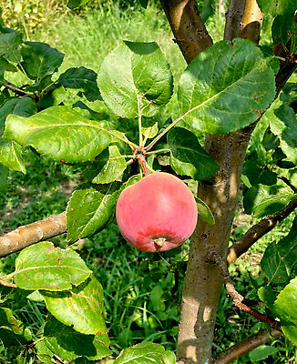 포토 JPG 해외이미지 나무 식물 계절 음식 컬러 백그라운드 잎 농업 다이어트 과일 자연 매달리기 건강 사람없음 야외 빨간색 초록색 햇빛 태양 농장 정원 수확 성장 나뭇가지 신선 그룹 달콤 맛 사과 과수원 다발 유기농 원예 내추럴 밭일 숙성 세련 맛있는 해외202310 해외포토 자연요소 웰빙 산업 컨셉 모션 취미 생태계 파일형식