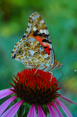 포토 JPG 해외이미지 동물 야생동물 나비 곤충 날개 자연 국화 사람없음 닫기 먹기 동물상 코스모폴리탄 해외202310 해외포토 꽃 모션 조형물 칵테일 생태계 파일형식