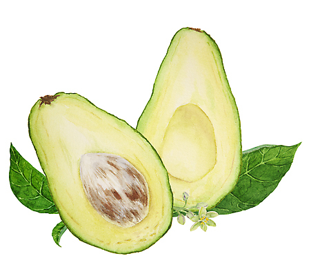 포토 JPG 해외이미지 잎 단면 씨앗 사람없음 껍질 손그림 아보카도 아보카도꽃 해외202310 해외포토 식물 꽃 과일 파일형식