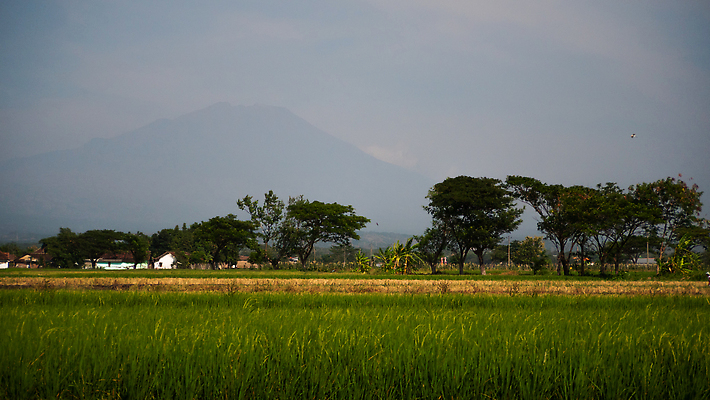 포토 JPG 해외이미지 나무 식물 아시아 여행 밭 농업 밥 산 풍경 사람없음 야외 초록색 야자수 농장 시골 인도네시아 내추럴 해외202310 해외포토 나라 산업 음식 컬러 파일형식