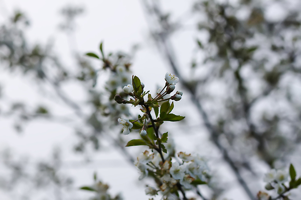 포토 JPG 해외이미지 나무 식물 계절 꽃잎 꽃 유럽 컬러 백그라운드 꽃무늬 자연 벽지 새로움 사람없음 야외 초록색 파란색 빛 햇빛 태양 뷰티 갈색 정원 맑음 봄 성장 벚꽃 흰색 나뭇가지 신선 개화 체리 사과 4월 묘사 부드러움 자두 내추럴 라트비아 해외202310 해외포토 자연요소 나라 컨셉 무늬 과일 날씨 북유럽 감각 날짜 생태계 파일형식