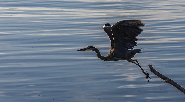 포토 JPG 해외이미지 동물 유럽 호수 야생동물 백그라운드 날개 자연 조류 갈대 어류 서기 사람없음 야외 초록색 물 파란색 강 뷰티 반사 환경 회색 흰색 연못 황무지 습지 큼 왜가리 깃털 부리 목 내추럴 동물상 해외202310 해외포토 자연요소 식물 나라 컬러 모션 신체부위 조형물 수중동물 크기 생태계 파일형식