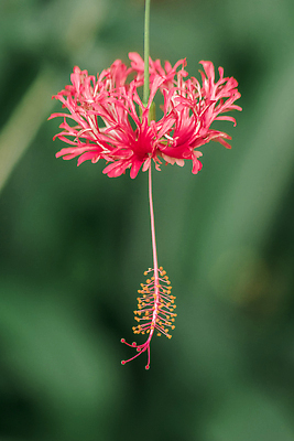 포토 JPG 해외이미지 식물 꽃잎 꽃 분홍색 컬러 잎 꽃무늬 자연 휴가 열대 골격 매달리기 사람없음 장식 빨간색 초록색 여름 컬러풀 햇빛 뷰티 탑 정원 일본 중국 줄무늬 꽃술 등불 신선 개화 산호 약초 관목 원예 서식 하와이 거미 반전 세이셸 히비스커스 해외202310 해외포토 나무 건축물 계절 아시아 곤충 컨셉 무늬 모션 아프리카 조명 취미 태양 미국 풀_식물 자포동물 생태계 파일형식