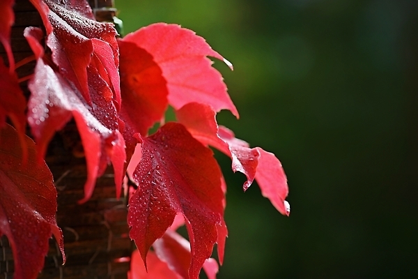 포토 JPG 해외이미지 나무 식물 계절 공원 컬러 백그라운드 단풍 잎 오렌지 자연 벽지 날씨 추상 풍경 사람없음 야외 장식 빨간색 물 빛 컬러풀 뷰티 갈색 노란색 환경 정원 활발 젖음 가을 황금 떨어짐 숲 9월 11월 빗방울 질감 10월 내추럴 해외202310 해외포토 자연요소 공공시설 컨셉 무늬 과일 비_날씨 날짜 생태계 파일형식