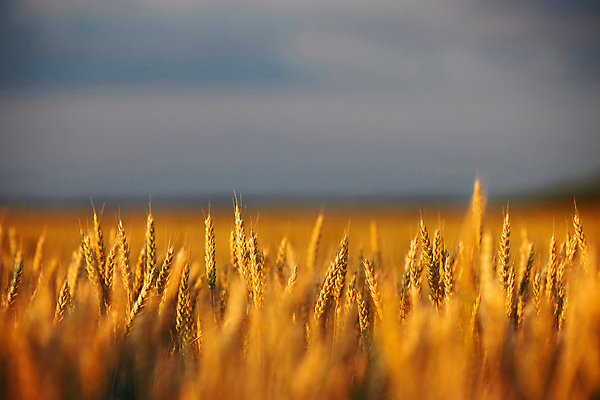 포토 JPG 해외이미지 식물 디자인 계절 음식 빵 백그라운드 밭 농업 자연 건조 건강 옥수수 씨앗 사람없음 야외 초록색 빛 농작물 태양 농장 농경지 노란색 농사 맑음 일몰 수확 성장 농촌 시골 황금 낟알 시리얼 밀 유기농 보리 밀짚 내추럴 밭일 숙성 호밀 해외202310 해외포토 자연요소 웰빙 산업 컬러 날씨 곡류 노을 짚 생태계 파일형식