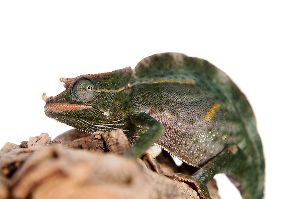 포토 JPG 해외이미지 동물 남자 야생동물 백그라운드 패턴 파충류 자연 실내 사람없음 초록색 반려동물 뷰티 우주 흰색 나뭇가지 닫기 자르기 피부 길이 기어가기 고립 이국적 카멜레온 못생김 해외202310 해외포토 나무 컬러 무늬 모션 사람 내부 신체부위 생태계 파일형식