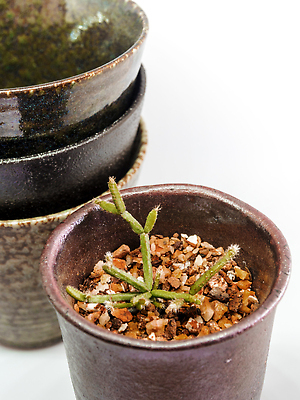 포토 JPG 해외이미지 모양 식물 화분 화초 사람없음 장식 정원 도자기 구멍 사발 냄비 컨테이너 오브젝트 원예 토기 도예가 백자 비어있는 해외202310 해외포토 직업 산업 취미 용기_그릇 사기그릇 솥 파일형식