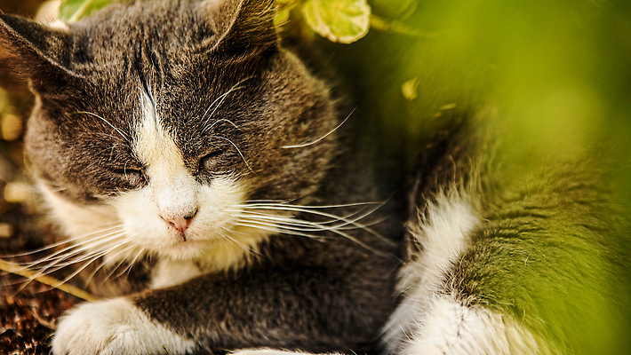 포토 JPG 해외이미지 동물 1 응시 얼굴 백그라운드 밭 장난 포유류 자연 주택 털 앉기 사람없음 야외 초록색 여름 반려동물 뷰티 귀여움 정원 검은색 고양이 줄무늬 회색 흰색 아기 달콤 작음 모피 호기심 얼룩무늬 솜털 기르기 해외202310 해외포토 시선 계절 감정 컬러 컨셉 무늬 농업 모션 사람 건물 신체부위 맛 크기 생태계 돌봄 파일형식