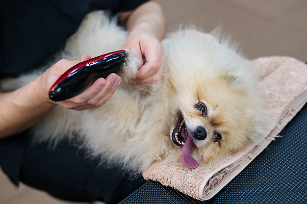 포토 JPG 해외이미지 손 신체부위 수건 눕기 뷰티 귀여움 이발 다듬기 바리깡 포메라니안 해외202310 해외포토 컨셉 모션 사람 위생용품 개 파일형식