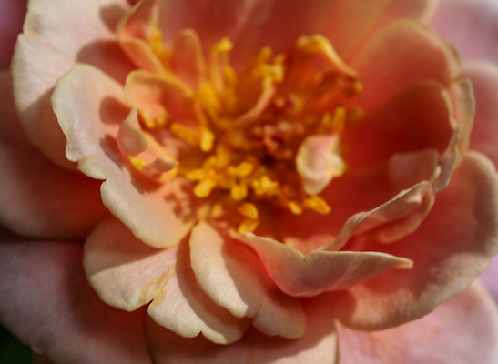 포토 JPG 해외이미지 식물 꽃잎 꽃 백그라운드 꽃무늬 자연 벽지 추상 사람없음 빛 장미 노란색 정원 보라색 벚꽃 신선 개화 닫기 소프트포커스 관목 묘사 질감 꽃가루 부드러움 내추럴 블러 파스텔톤 해외202310 해외포토 나무 컬러 무늬 모션 촬영기법 감각 가루 생태계 파일형식