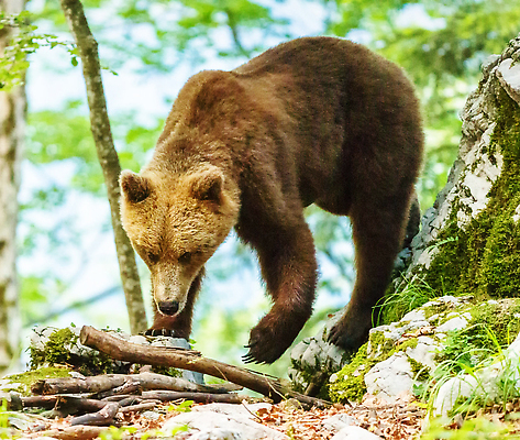 포토 JPG 해외이미지 한마리 야생동물 곰 자연 사람없음 야외 돌_바위 나뭇가지 숲 해외202310 해외포토 나무 동물 1 포유류 생태계 파일형식