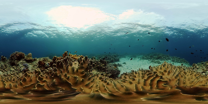 포토 JPG 해외이미지 동물 야생동물 바다 여행 자연 어류 풍경 사람없음 물 컬러풀 수중 탐험 스노클링 산호 산호초 생태계 다이빙 암초 발견 깊이 이국적 가상현실 해외202310 해외포토 자연요소 컬러 수영 수중동물 수상스포츠 수중식물 자포동물 수중스포츠 파일형식