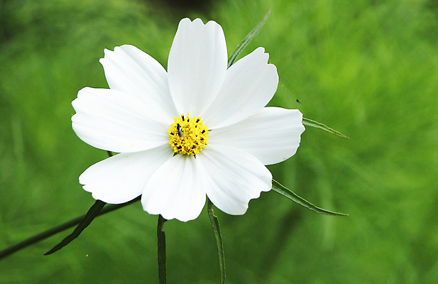 포토 JPG 해외이미지 꽃 잎 자연 사람없음 흰색 화려 원예 해외202310 해외포토 식물 컬러 컨셉 취미 생태계 파일형식