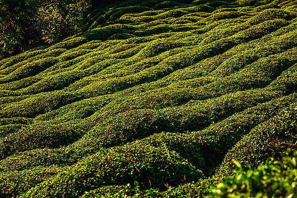 포토 JPG 해외이미지 백그라운드 잎 밭 사람없음 초록색 농장 맑음 신선 녹차 유기농 해외202310 해외포토 식물 웰빙 컬러 농업 날씨 차_음료 파일형식