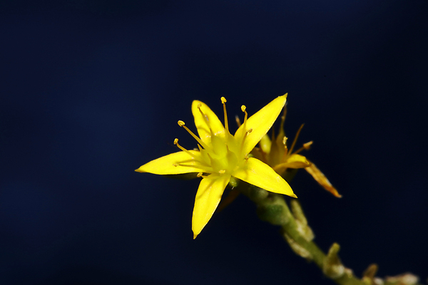포토 JPG 해외이미지 식물 꽃 화분 화초 컬러 백그라운드 잎 꽃무늬 자연 벽지 사람없음 야외 초록색 여름 컬러풀 뷰티 노란색 환경 정원 봄 들꽃 사막 성장 벚꽃 바위 개화 작음 수집 허브 원예 내추럴 다육식물 영원 해외202310 해외포토 계절 무늬 취미 돌_바위 크기 생태계 파일형식