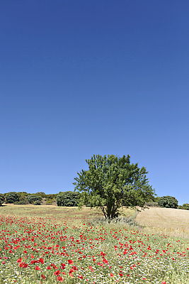 포토 JPG 해외이미지 식물 계절 꽃잎 꽃 백그라운드 꽃무늬 밭 자연 사람없음 야외 빨간색 파란색 컬러풀 햇빛 뷰티 봄 들꽃 벚꽃 시골 개화 양귀비 내추럴 해외202310 해외포토 컬러 무늬 농업 태양 생태계 파일형식