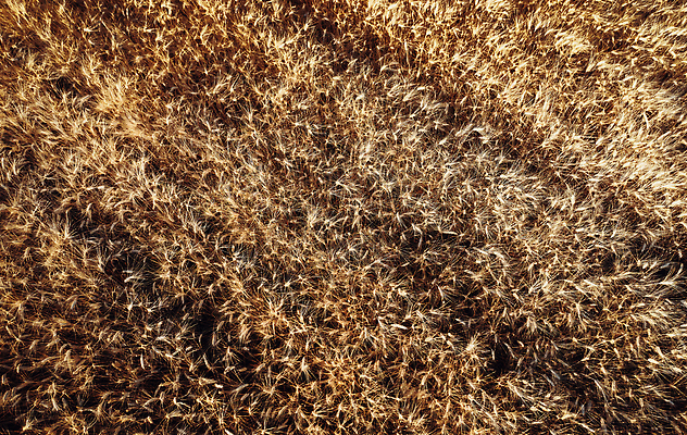 포토 JPG 해외이미지 식물 음식 줄기 조각 백그라운드 밭 농업 자연 건조 안테나 옥수수 씨앗 사람없음 야외 농작물 농장 환경 수확 성장 시골 작업 황금 낟알 땅 시리얼 밀 유기농 질감 보리 밀가루 밀짚 내추럴 드론 땅바닥 바이오 밭일 생태학 숙성 조감도 해외202310 해외포토 웰빙 교육 산업 통신 곡류 바닥 짚 가루 생태계 파일형식