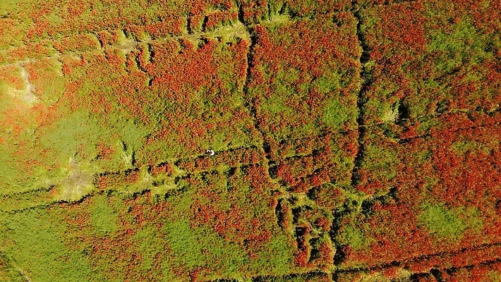 포토 JPG 해외이미지 나무 식물 계절 꽃잎 꽃 백그라운드 꽃무늬 밭 농업 자연 하늘 사람없음 야외 빨간색 초록색 파란색 빛 컬러풀 햇빛 태양 뷰티 정원 맑음 봄 들꽃 벚꽃 시골 개화 저녁 오브젝트 복고 장면 양귀비 진홍색 평야 해외202310 해외포토 자연요소 산업 컬러 무늬 날씨 야간 생태계 파일형식