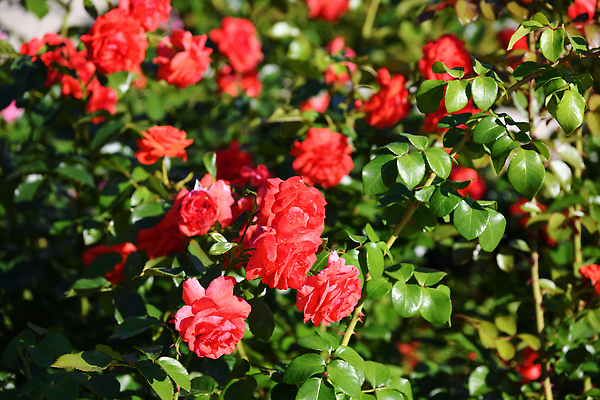 포토 JPG 해외이미지 식물 계절 꽃잎 꽃 분홍색 컬러 잎 자연 사람없음 야외 장식 여름 햇빛 태양 뷰티 장미 정원 활발 벚꽃 전원 침대 개화 닫기 숲 흔들림 원예 해외202310 해외포토 자연요소 가구 컨셉 모션 취미 전기에너지 생태계 파일형식