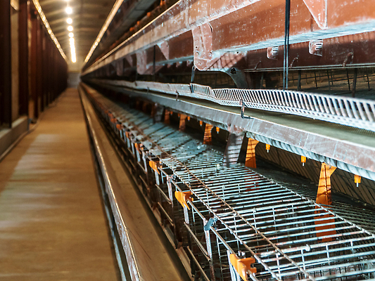 포토 JPG 해외이미지 산업 농업 비즈니스 공장 주택 실내 병아리 사람없음 농장 쌓기 계란 치킨 가축 그룹 둥지 제조 먹이 감옥 새장 밭일 암탉 비어있는 해외202310 해외포토 동물 공업 모션 조류 내부 건물 알 닭 암컷 닭고기요리 케이지 파일형식