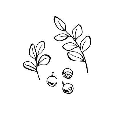 EPS 해외이미지 식물 열매 선 음식 잎 과일 일러스트 자연 건강 미술 그래픽 세트 펜 라벨 주방 정원 검은색 수확 흰색 달콤 스케치 수집 메뉴 그림 유기농 복고 블루베리 윤곽 손그림 판화 비타민 건강식 고립 월귤 벡터 비건 해외202310 해외일러스트 웰빙 컬러 농업 문화예술 프레임 필기구 맛 생태계 영양소 채식주의자 파일형식