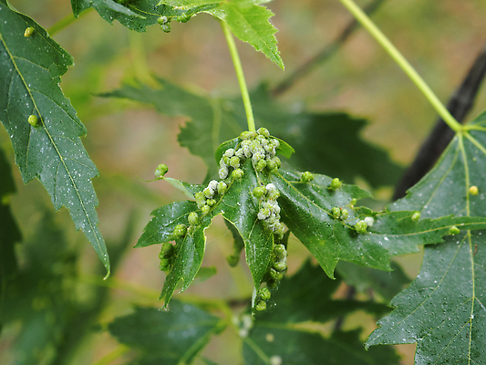 포토 JPG 해외이미지 나무 식물 분홍색 곤충 백그라운드 단풍 잎 농업 자연 사람없음 손상 고통 성장 나뭇가지 점 해충 보호 질병 위험 묘사 유기농 원예 문제 박테리아 기생충 깨짐 농약 식민지 해외202310 해외포토 동물 웰빙 감정 산업 컬러 컨셉 의학 취미 바이러스 벌레 생태계 파일형식