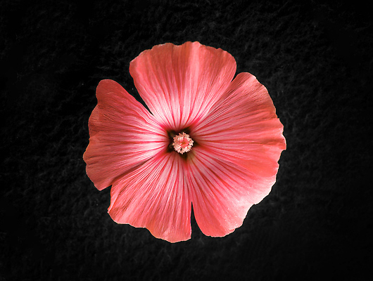 포토 JPG 해외이미지 꽃 사람없음 하이앵글 검은색 화려 해외202310 해외포토 식물 뷰포인트 컬러 컨셉 파일형식